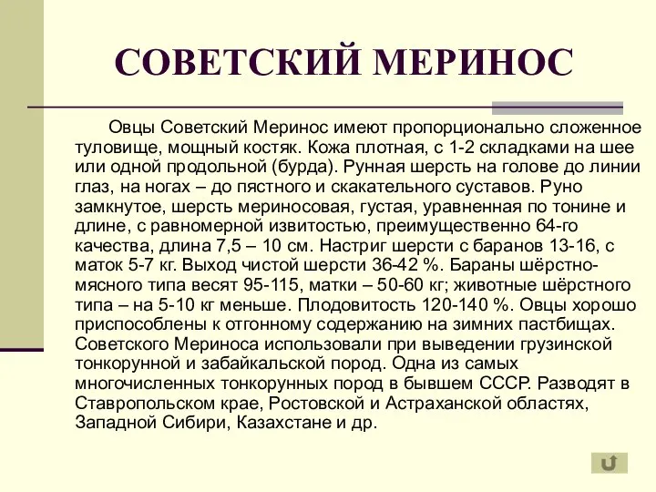 СОВЕТСКИЙ МЕРИНОС Овцы Советский Меринос имеют пропорционально сложенное туловище, мощный костяк.