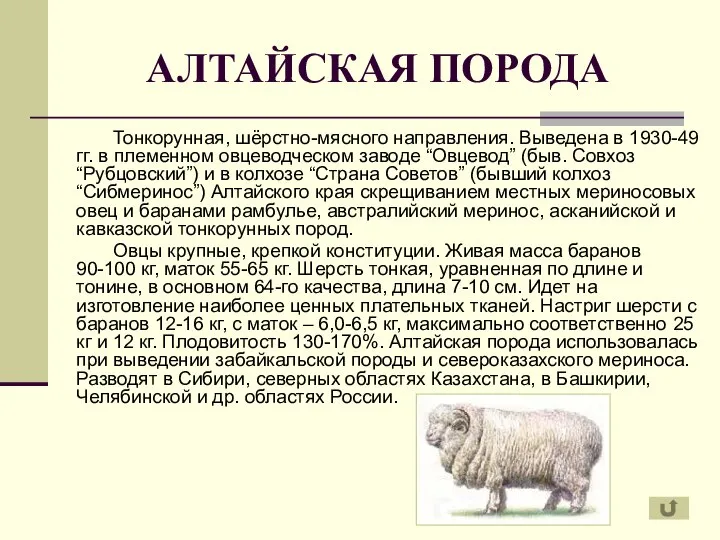 АЛТАЙСКАЯ ПОРОДА Тонкорунная, шёрстно-мясного направления. Выведена в 1930-49 гг. в племенном