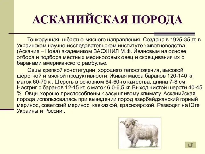 АСКАНИЙСКАЯ ПОРОДА Тонкорунная, шёрстно-мясного направления. Создана в 1925-35 гг. в Украинском