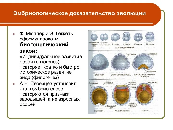 Эмбриологическое доказательство эволюции Ф. Мюллер и Э. Геккель сформулировали биогенетический закон: