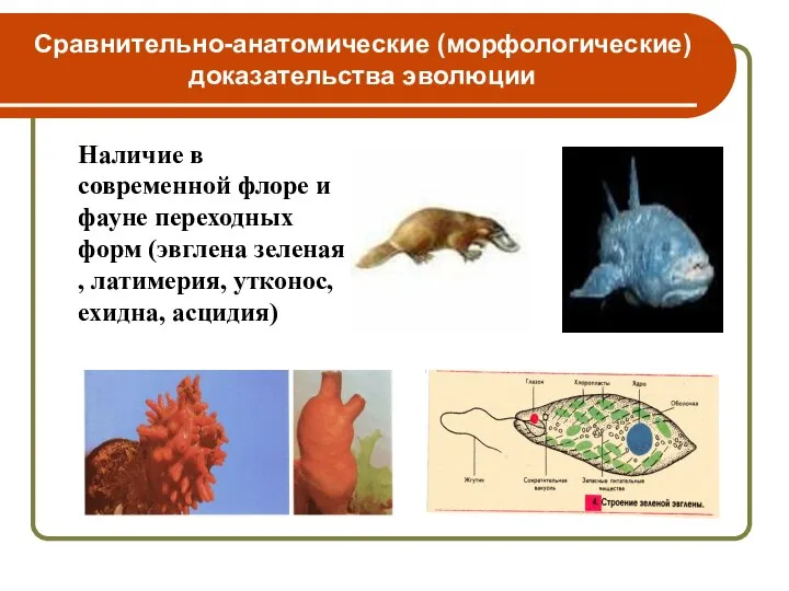 Сравнительно-анатомические (морфологические) доказательства эволюции Наличие в современной флоре и фауне переходных