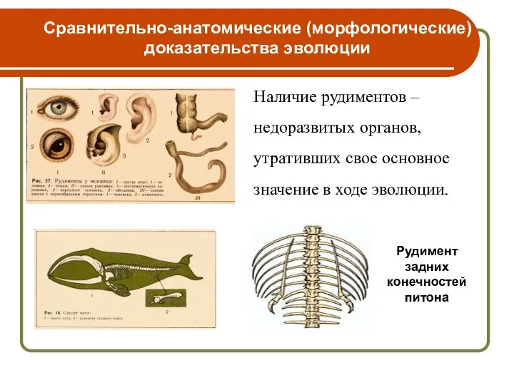 Наличие рудиментов – недоразвитых органов, утративших свое основное значение в ходе