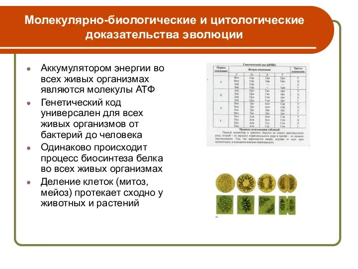 Молекулярно-биологические и цитологические доказательства эволюции Аккумулятором энергии во всех живых организмах