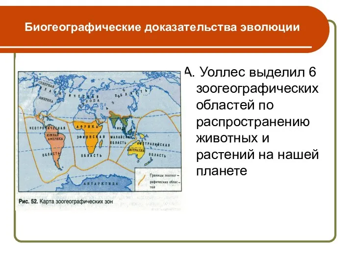 Биогеографические доказательства эволюции А. Уоллес выделил 6 зоогеографических областей по распространению