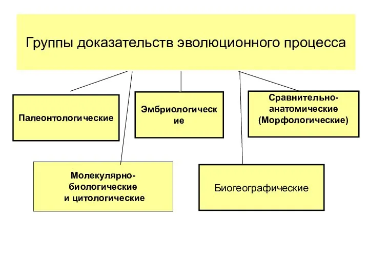 Палеонтологические Эмбриологические Сравнительно- анатомические (Морфологические) Биогеографические Группы доказательств эволюционного процесса Молекулярно-биологические и цитологические