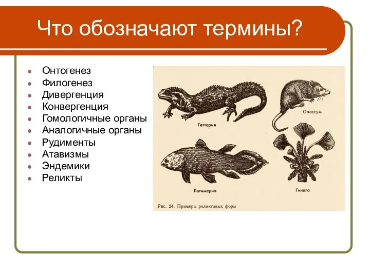 Что обозначают термины? Онтогенез Филогенез Дивергенция Конвергенция Гомологичные органы Аналогичные органы Рудименты Атавизмы Эндемики Реликты