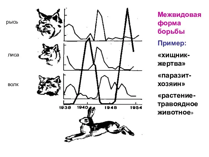 рысь лиса волк Межвидовая форма борьбы Пример: «хищник-жертва» «паразит-хозяин» «растение-травоядное животное»