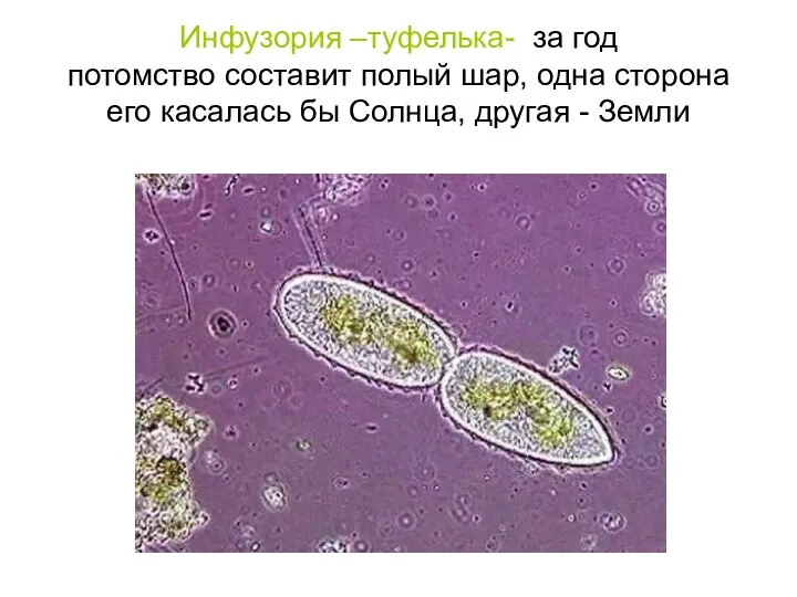 Инфузория –туфелька- за год потомство составит полый шар, одна сторона его