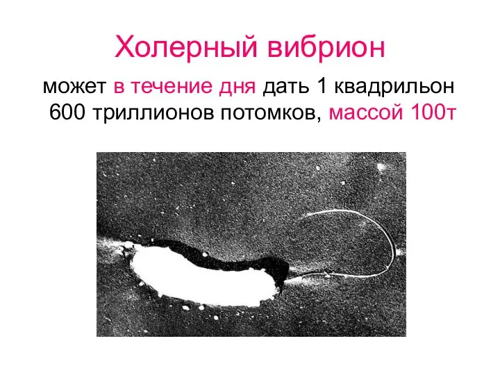 Холерный вибрион может в течение дня дать 1 квадрильон 600 триллионов потомков, массой 100т