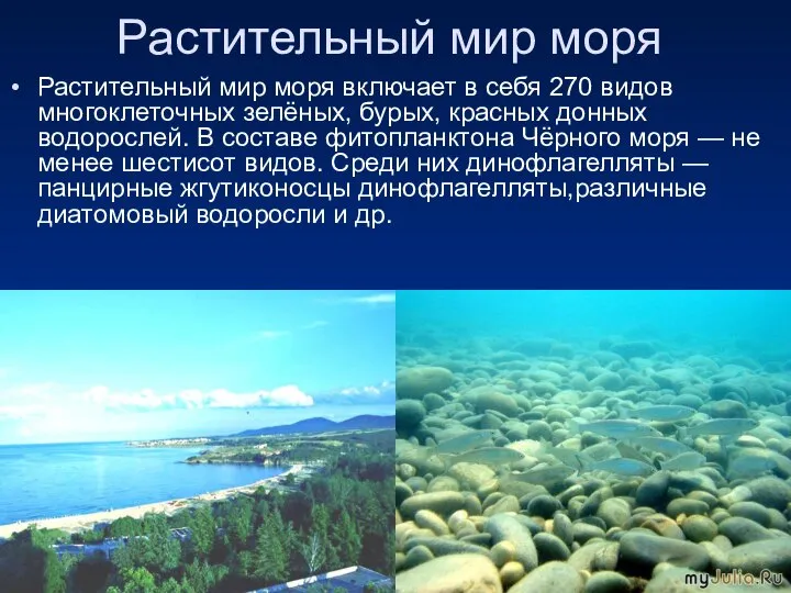 Растительный мир моря Растительный мир моря включает в себя 270 видов