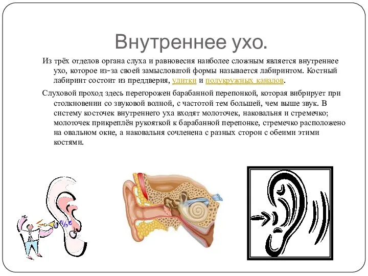 Внутреннее ухо. Из трёх отделов органа слуха и равновесия наиболее сложным