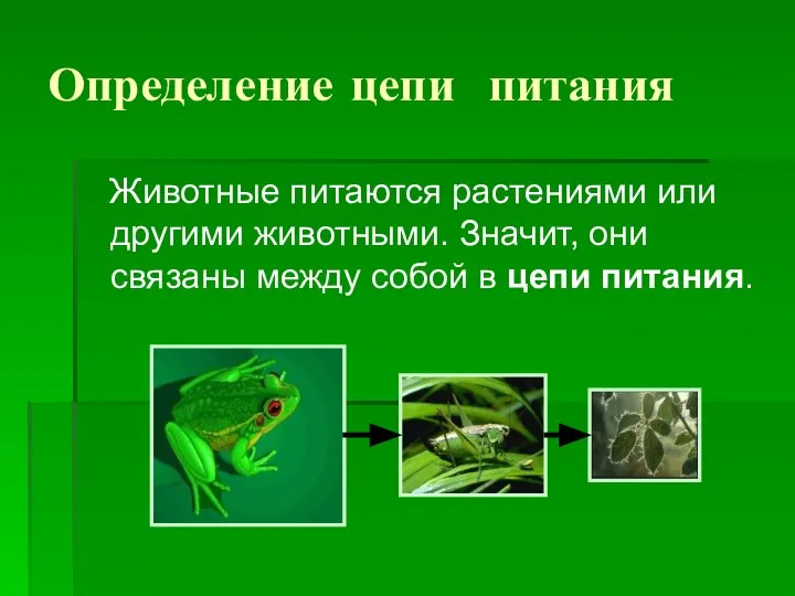 Определение цепи питания Животные питаются растениями или другими животными. Значит, они