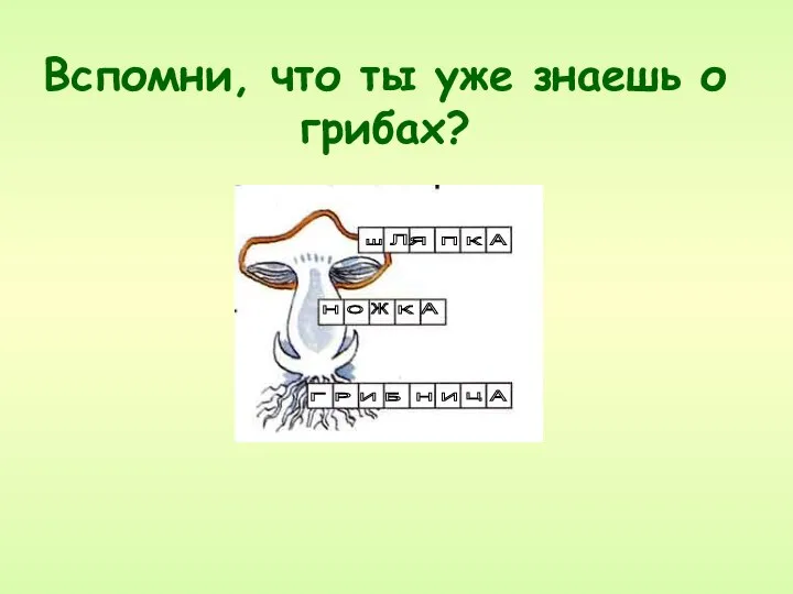 Вспомни, что ты уже знаешь о грибах? ш Л П Я