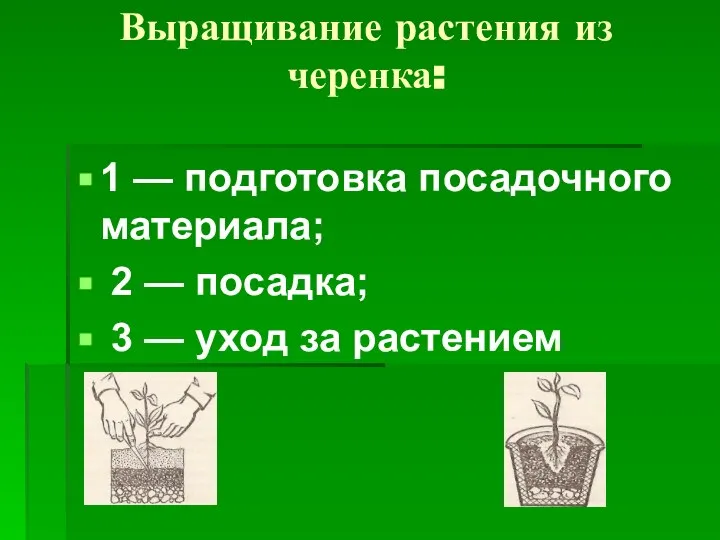 Выращивание растения из черенка: 1 — подготовка посадочного материала; 2 —