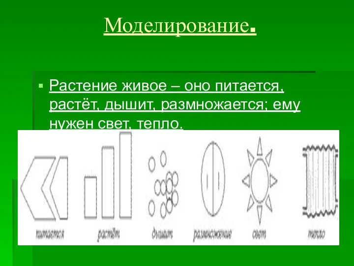 Моделирование. Растение живое – оно питается, растёт, дышит, размножается; ему нужен свет, тепло.