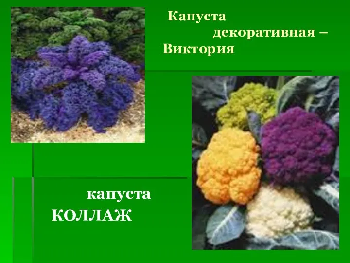 Капуста декоративная – Виктория капуста КОЛЛАЖ