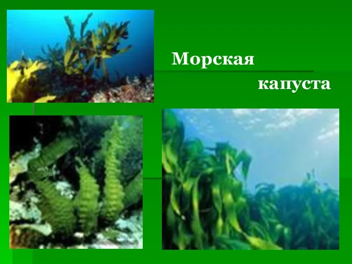 Морская капуста