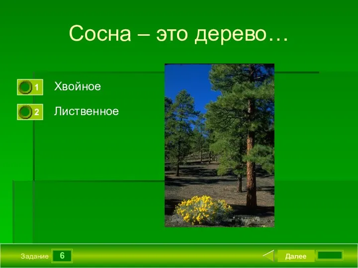 6 Задание Сосна – это дерево… Хвойное Лиственное Далее