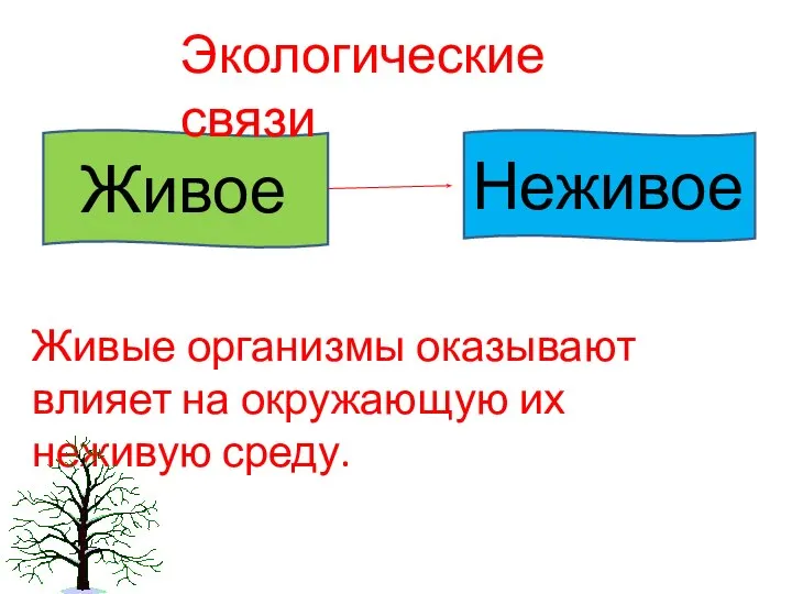 Живое Неживое Экологические связи Живые организмы оказывают влияет на окружающую их неживую среду.