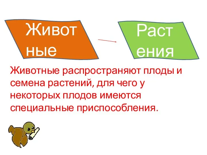 Животные Растения Животные распространяют плоды и семена растений, для чего у некоторых плодов имеются специальные приспособления.