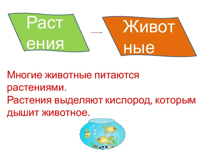 Растения Животные Многие животные питаются растениями. Растения выделяют кислород, которым дышит животное.