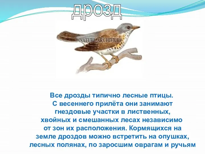 Все дрозды типично лесные птицы. С весеннего прилёта они занимают гнездовые