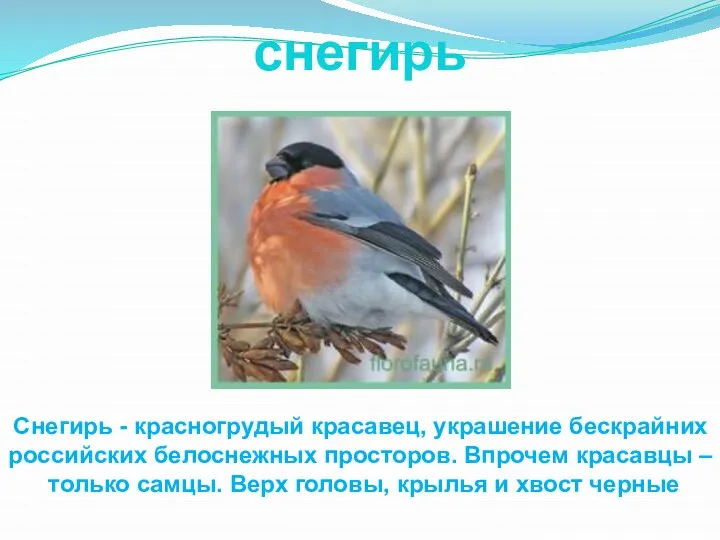снегирь Снегирь - красногрудый красавец, украшение бескрайних российских белоснежных просторов. Впрочем