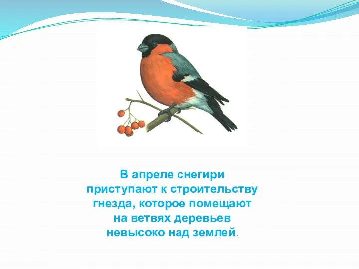 В апреле снегири приступают к строительству гнезда, которое помещают на ветвях деревьев невысоко над землей.