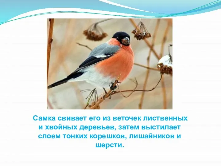 Самка свивает его из веточек лиственных и хвойных деревьев, затем выстилает