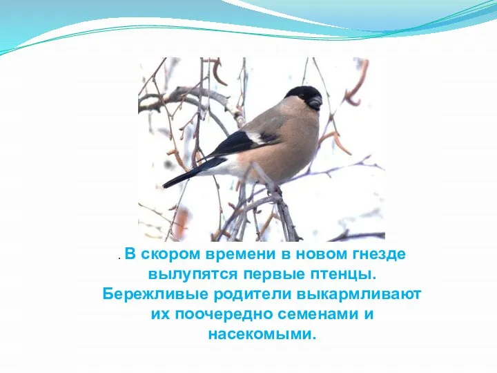 . В скором времени в новом гнезде вылупятся первые птенцы. Бережливые