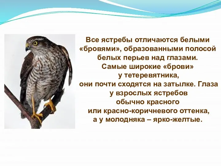 Все ястребы отличаются белыми «бровями», образованными полосой белых перьев над глазами.