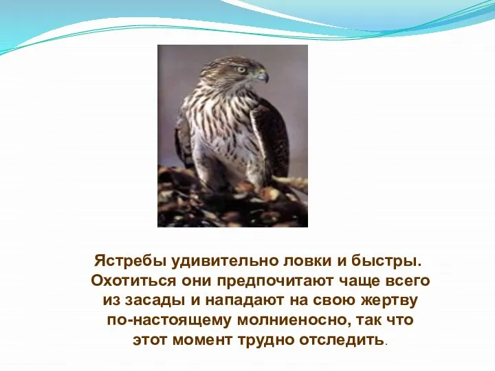 Ястребы удивительно ловки и быстры. Охотиться они предпочитают чаще всего из