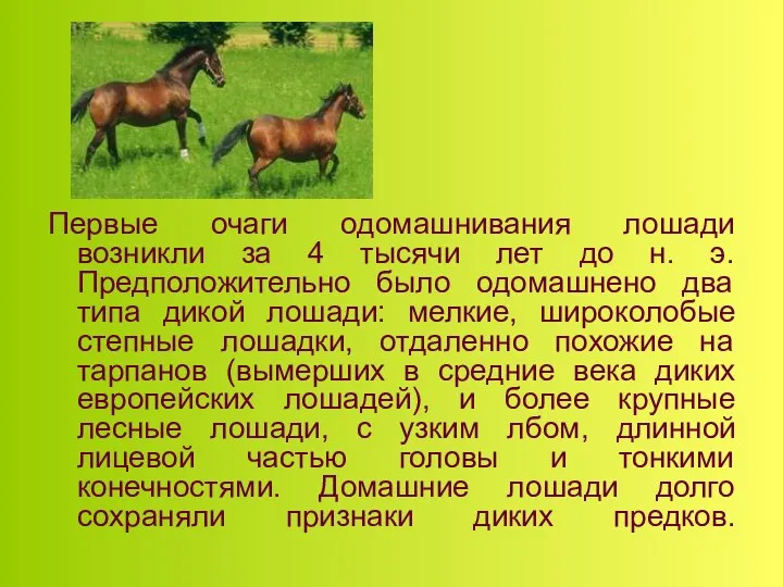 Первые очаги одомашнивания лошади возникли за 4 тысячи лет до н.