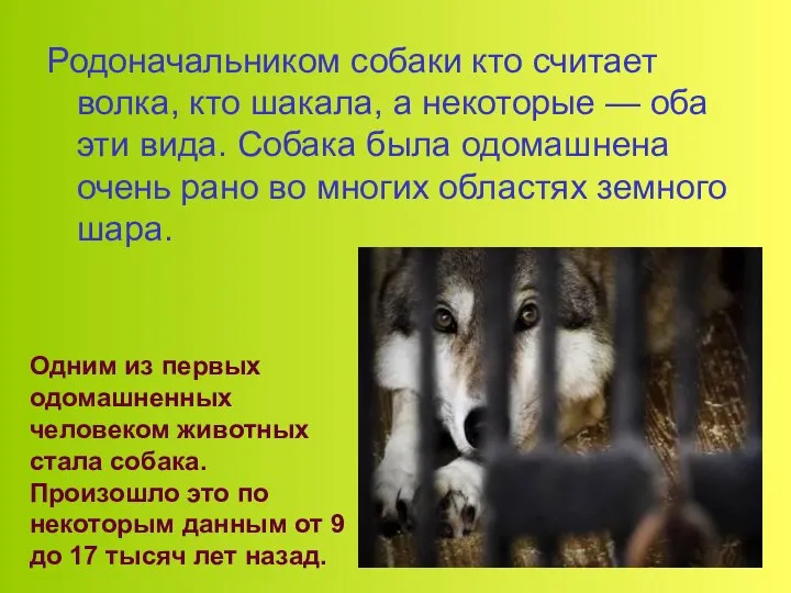 Родоначальником собаки кто считает волка, кто шакала, а некоторые — оба