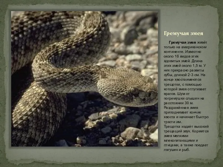 Гремучая змея Гремучая змея живёт только на американском континенте. Известно около