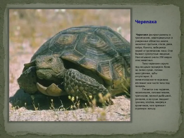 Черепаха Черепахи распространены в тропических, экваториальных и умеренных областях земли, населяют