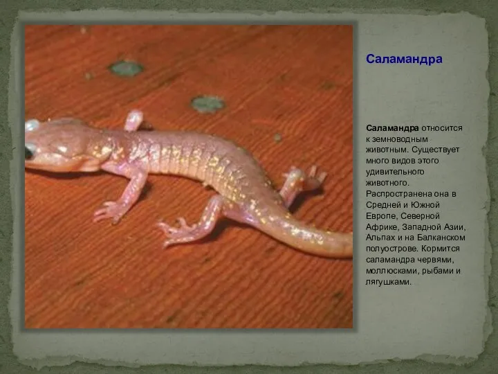 Саламандра Саламандра относится к земноводным животным. Существует много видов этого удивительного