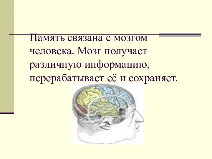 Память связана с мозгом человека. Мозг получает различную информацию, перерабатывает её и сохраняет.