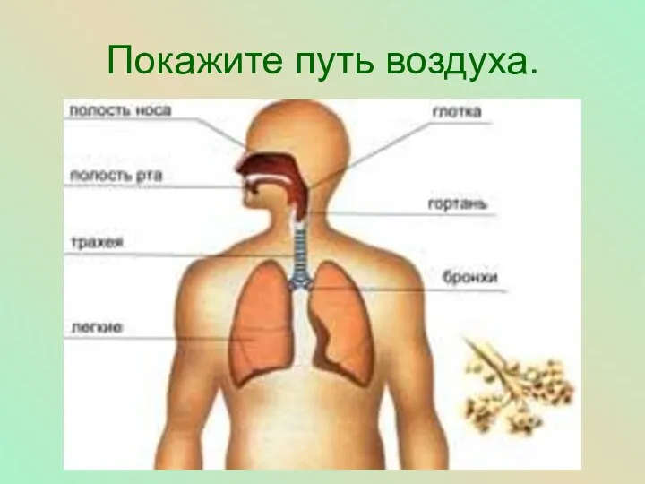 Покажите путь воздуха.