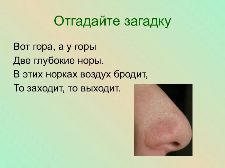 Отгадайте загадку Вот гора, а у горы Две глубокие норы. В