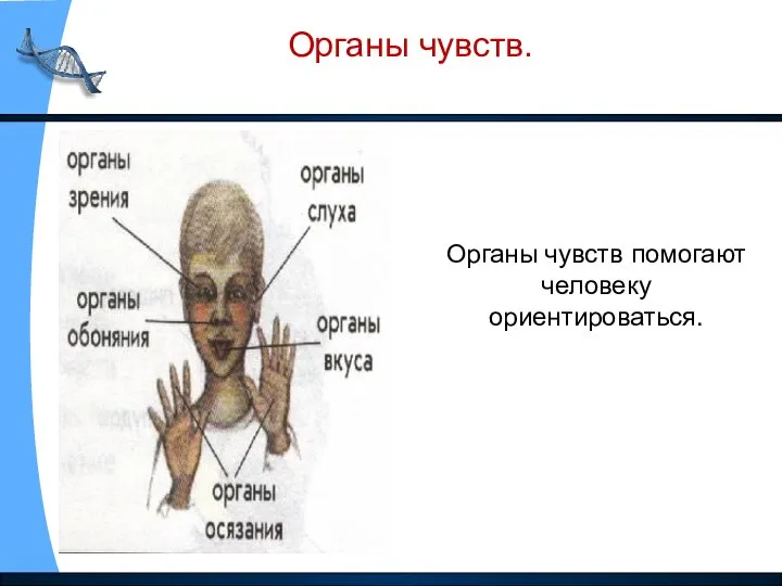 Органы чувств. Органы чувств помогают человеку ориентироваться.