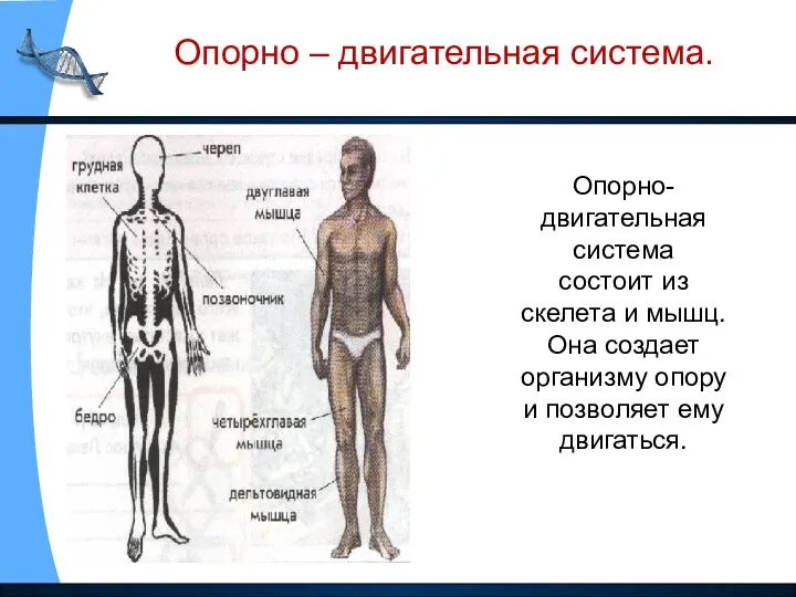 Опорно-двигательная система состоит из скелета и мышц. Она создает организму опору