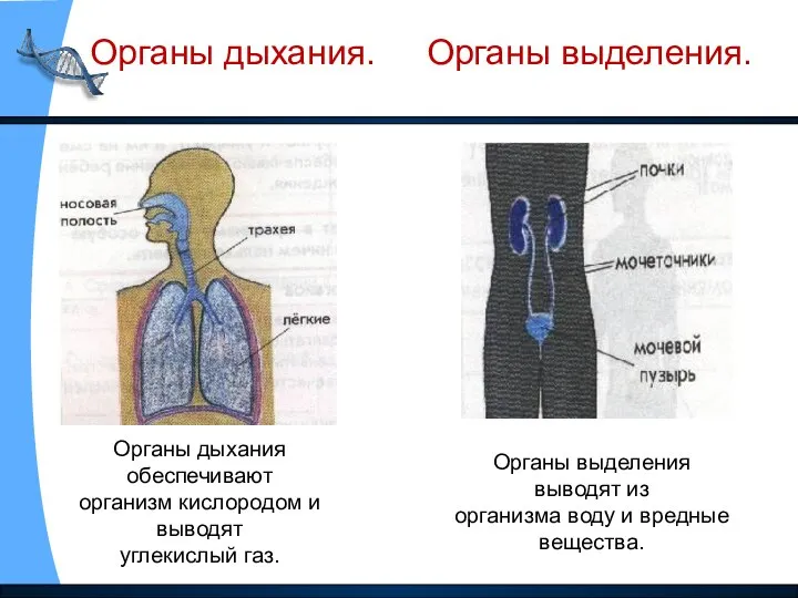 Органы дыхания. Органы выделения. Органы дыхания обеспечивают организм кислородом и выводят