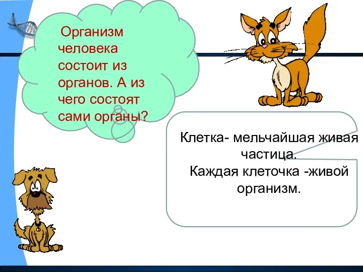 Организм человека состоит из органов. А из чего состоят сами органы?