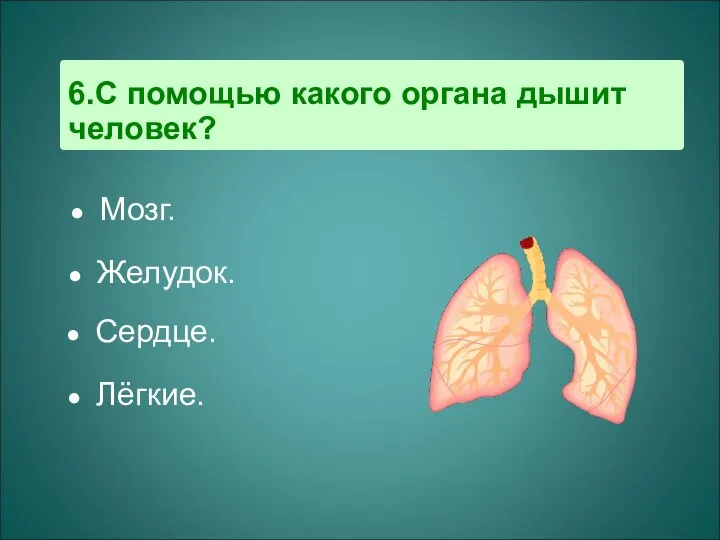 6.С помощью какого органа дышит человек? Мозг. Желудок. Сердце. Лёгкие.