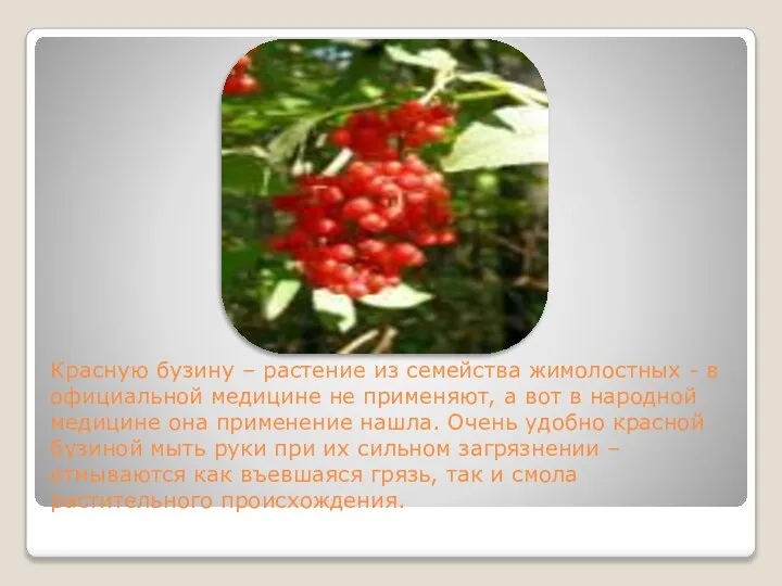 Красную бузину – растение из семейства жимолостных - в официальной медицине