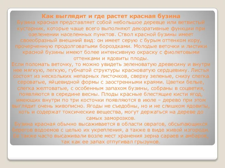 Как выглядит и где растет красная бузина Бузина красная представляет собой