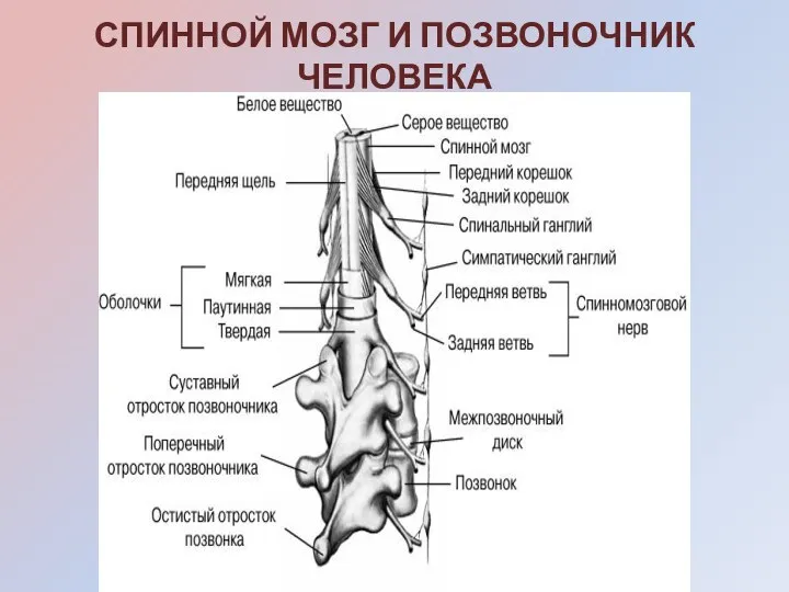 СПИННОЙ МОЗГ И ПОЗВОНОЧНИК ЧЕЛОВЕКА