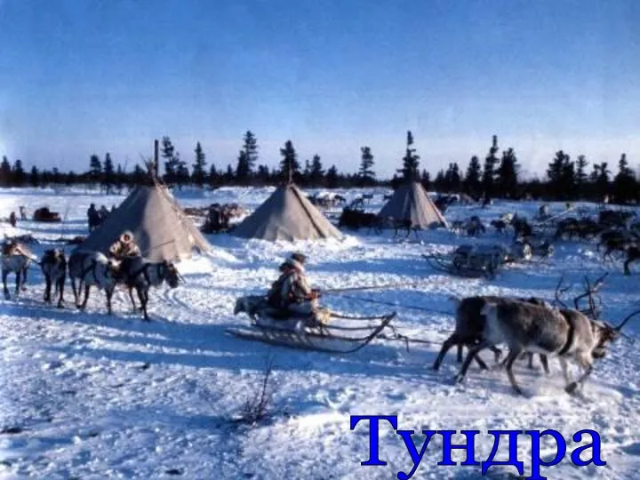 Тундра