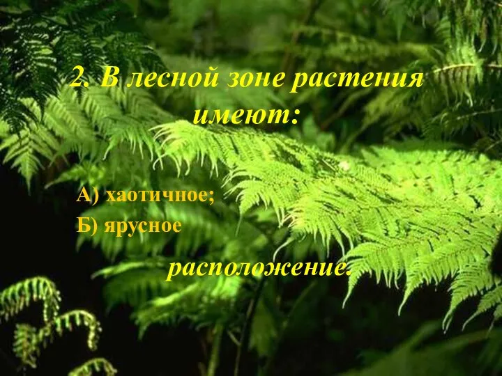 2. В лесной зоне растения имеют: А) хаотичное; Б) ярусное расположение.